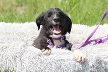 REINA, Hund, Mischlingshund in Hagen - Bild 5