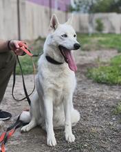 NAOMI, Hund, Mischlingshund in Saarbrücken - Bild 1
