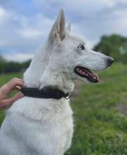 NAOMI, Hund, Mischlingshund in Saarbrücken - Bild 2