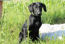 MANISO, Hund, Mischlingshund in Hagen - Bild 1