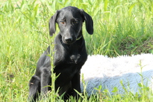 MANISO, Hund, Mischlingshund in Hagen - Bild 2
