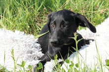 MANISO, Hund, Mischlingshund in Hagen - Bild 3