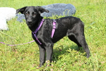 CARENA, Hund, Mischlingshund in Hagen - Bild 1