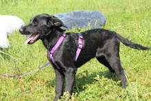 CARENA, Hund, Mischlingshund in Hagen - Bild 2