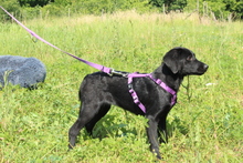 CARENA, Hund, Mischlingshund in Hagen - Bild 3