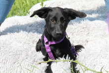CARENA, Hund, Mischlingshund in Hagen - Bild 4