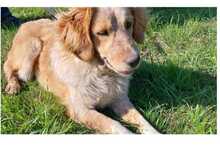 FLOXY, Hund, Mischlingshund in Griechenland