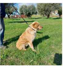 FLOXY, Hund, Mischlingshund in Griechenland - Bild 2