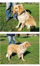 FLOXY, Hund, Mischlingshund in Griechenland - Bild 3