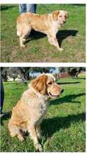 FLOXY, Hund, Mischlingshund in Griechenland - Bild 4