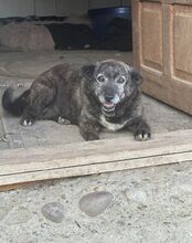 GERTI, Hund, Mischlingshund in Rumänien
