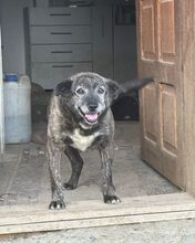 GERTI, Hund, Mischlingshund in Rumänien - Bild 2