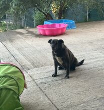 GERTI, Hund, Mischlingshund in Rumänien - Bild 3