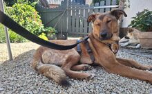 ARUN, Hund, Hütehund-Mix in Hille - Bild 1