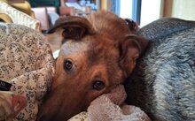 ARUN, Hund, Hütehund-Mix in Hille - Bild 2