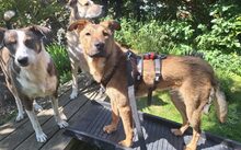 ARUN, Hund, Hütehund-Mix in Hille - Bild 3