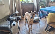 ARUN, Hund, Hütehund-Mix in Hille - Bild 4