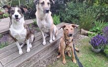 ARUN, Hund, Hütehund-Mix in Hille - Bild 5