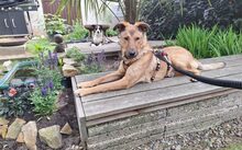 ARUN, Hund, Hütehund-Mix in Hille - Bild 6