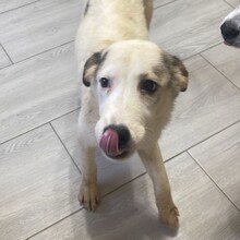 MELODY, Hund, Mischlingshund in Rumänien - Bild 1