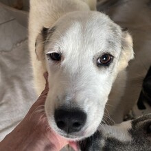 MELODY, Hund, Mischlingshund in Rumänien - Bild 2