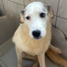 MELODY, Hund, Mischlingshund in Rumänien - Bild 3