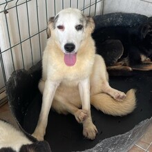 MELODY, Hund, Mischlingshund in Rumänien - Bild 4