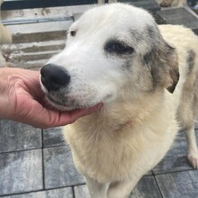 MELODY, Hund, Mischlingshund in Rumänien - Bild 6