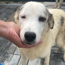 MELODY, Hund, Mischlingshund in Rumänien - Bild 7