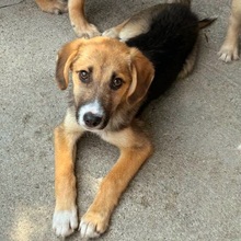 VERGIL, Hund, Mischlingshund in Rumänien - Bild 1