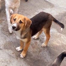 VERGIL, Hund, Mischlingshund in Rumänien - Bild 2