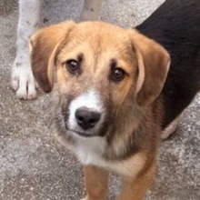 VERGIL, Hund, Mischlingshund in Rumänien - Bild 3