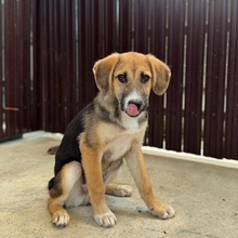 VERGIL, Hund, Mischlingshund in Rumänien - Bild 4