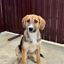 VERGIL, Hund, Mischlingshund in Rumänien - Bild 5