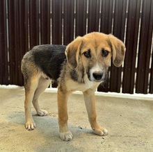 VERGIL, Hund, Mischlingshund in Rumänien - Bild 6
