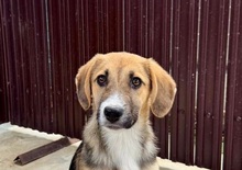 VERGIL, Hund, Mischlingshund in Rumänien - Bild 7