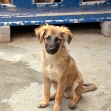 VIGGO, Hund, Mischlingshund in Rumänien - Bild 2