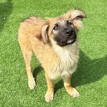 VIGGO, Hund, Mischlingshund in Rumänien - Bild 3