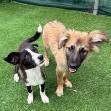 VIGGO, Hund, Mischlingshund in Rumänien - Bild 4