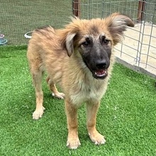 VIGGO, Hund, Mischlingshund in Rumänien - Bild 5