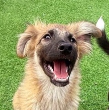 VIGGO, Hund, Mischlingshund in Rumänien - Bild 6