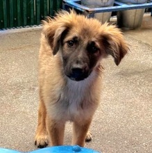 VIGGO, Hund, Mischlingshund in Rumänien - Bild 7