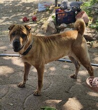 NANI, Hund, Shar Pei-Mix in Ungarn - Bild 1