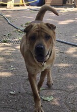 NANI, Hund, Shar Pei-Mix in Ungarn - Bild 2