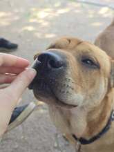 NANI, Hund, Shar Pei-Mix in Ungarn - Bild 3