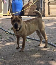 NANI, Hund, Shar Pei-Mix in Ungarn - Bild 4