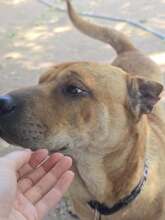 NANI, Hund, Shar Pei-Mix in Ungarn - Bild 5