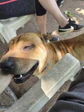 NANI, Hund, Shar Pei-Mix in Ungarn - Bild 6