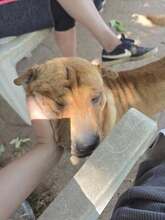 NANI, Hund, Shar Pei-Mix in Ungarn - Bild 8