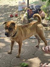 NANI, Hund, Shar Pei-Mix in Ungarn - Bild 9